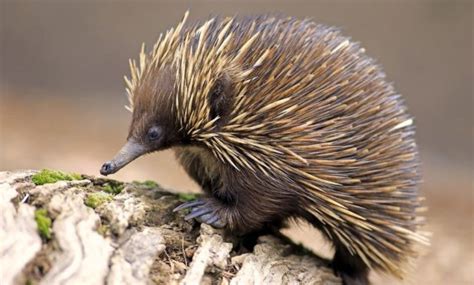 15 Amazing Animals that Start with the Letter E