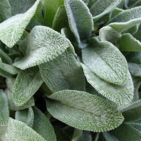 Top 10 Lambs Ear Seeds Herb Plants And Seeds Tulria