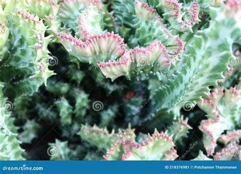 Close Up Shot Of Thorn Texture Of Green Cactus Selectable Focus For
