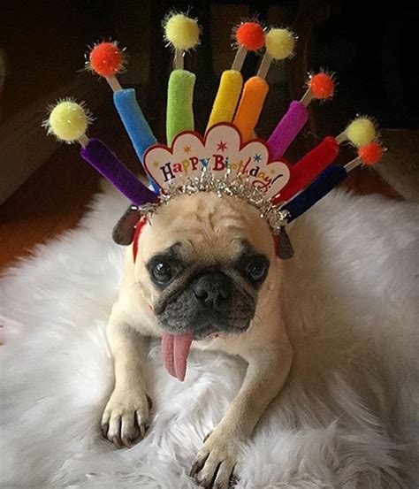 Birthday Pug Dog Birthday Wishes Happy Birthday Animals Happy