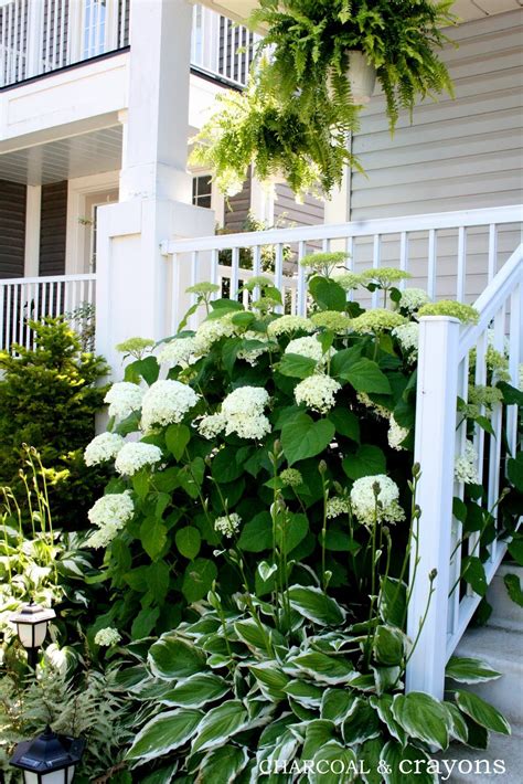 White Hydrangeas Hostas And Ferns Garden Landscaping Pinterest