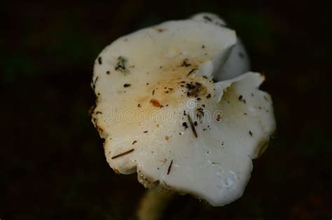 Grebe S White Mushroom Cap In The Morning Dew In The Dark Stock Image