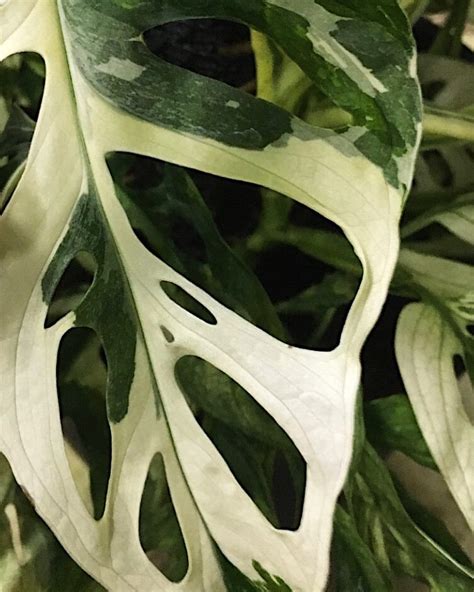 Monstera albo borsigiana white tiger deliciosa variegated double node cutting wet stick. Monstera Monday ⌓⌇ A close-up look at a variegated ...