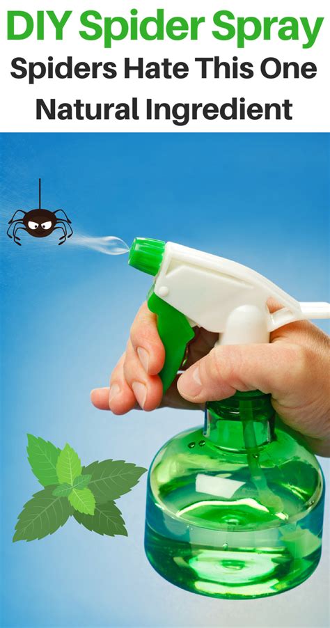 Diy Natural Spider Repellent Keep Spiders Out Of Your Home Natural