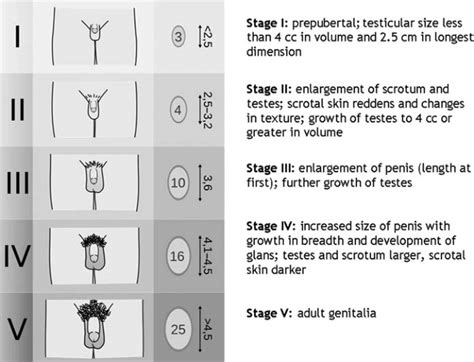 Tanner Staging For Genital Development In Boys Adapted From An Image