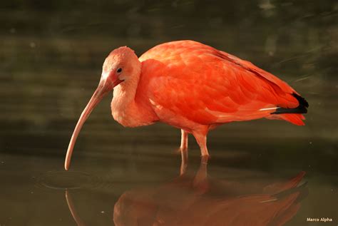 Download prachtige gratis afbeeldingen over rode ibis. Marco Alpha Fotografie: Rode Ibis