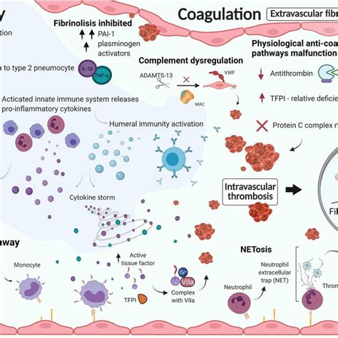 The Interplay Between Inflammation And Coagulation Resulting From