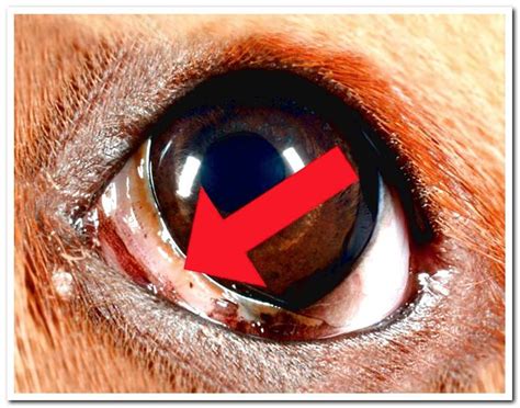 Prolapse Of The Third Eyelid Lacrimal Gland Dogsis