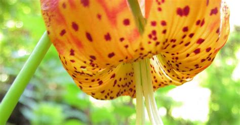 Leopard Lily In Full Bloom