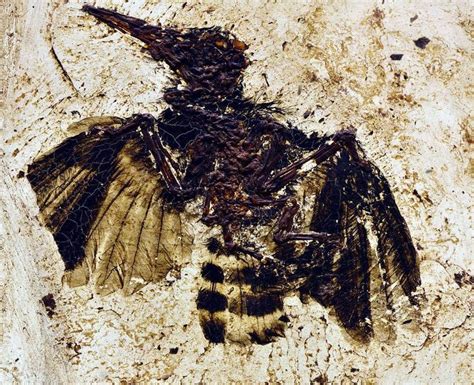 An Eocene Age Bird Of The Genus Messelirrisor From The Messel Oilshale