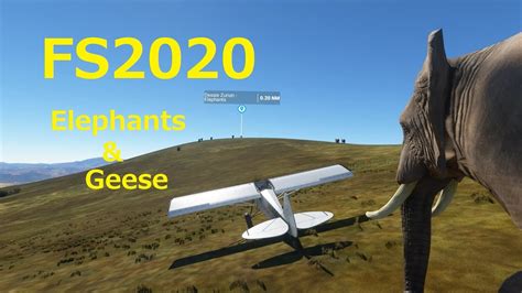 Microsoft Flight Simulator Fs2020 Fauna動物達発見 Youtube