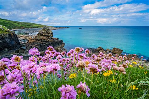 Pink Sea Thrift Flowers On The Sea Coast Stock Photo Download Image