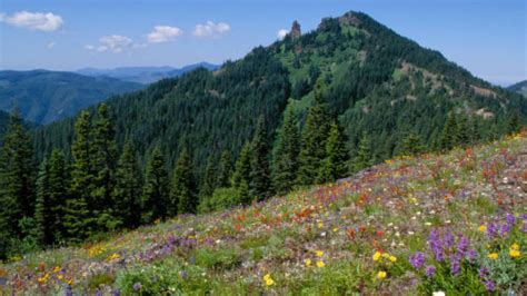 Oregon Wildflowers Wildflower Hikes In Oregon