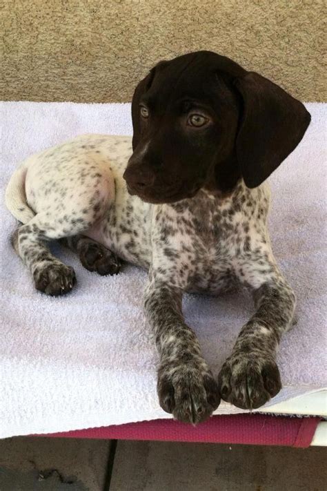 There is usually about a one to two inch difference between males and females, where the range in height is from 21 to 25 inches. German Shorthaired Pointer - Smart Friendly | Pointer ...