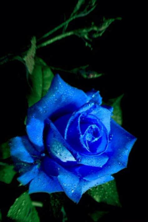 Pretty Blue Rose ~ Made By~ Amazing Flowers Beautiful Rose Flowers