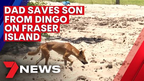 Can Dingoes Kill Babies