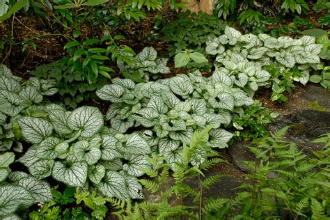 Six Steps To A Beautiful Perennial Border Garden Making