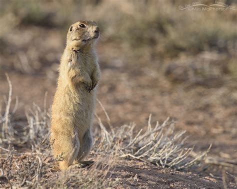 White Tailed Prairie Dog At Sunset On The Wing Photography