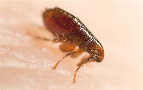 Fleas Vs Bed Bugs Miche Pest Control