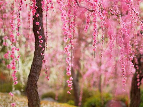 Pink Flowers Blooming On The Branches Of Trees