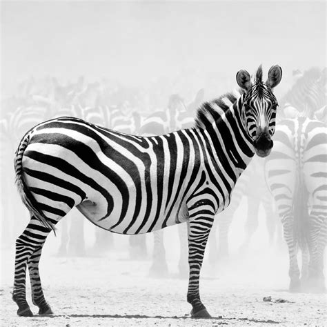19 Beautiful Zebra Pictures Amazing Concept
