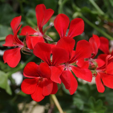 Blizzard Red Balcony Geranium Plants For Sale Free Shipping