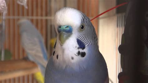 Budgie Parakeet Chirping And Singing Remy YouTube