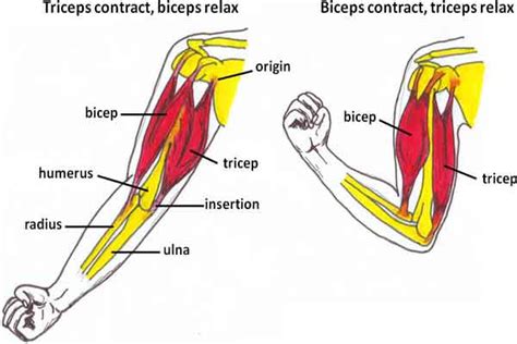 Triceps Brachii Muscle Function Pathology Strain Injuries