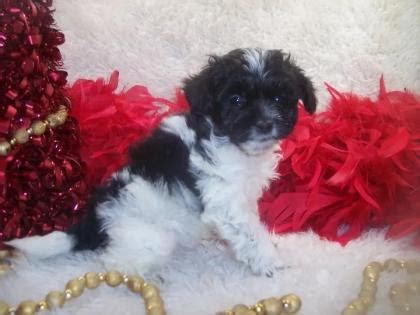 Shorkie poo Puppies For Sale