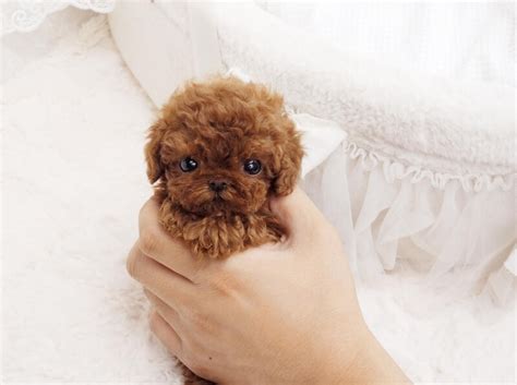 If you are looking for miniature poodle for sale, you've come to the perfect place! Philly Red Micro Teacup Poodle - MICROTEACUPS