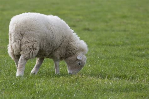 Sheep Free Stock Photo Public Domain Pictures