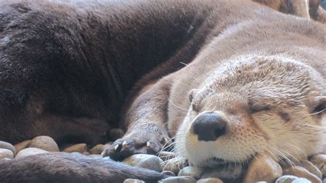 Sleeping North American River Otter