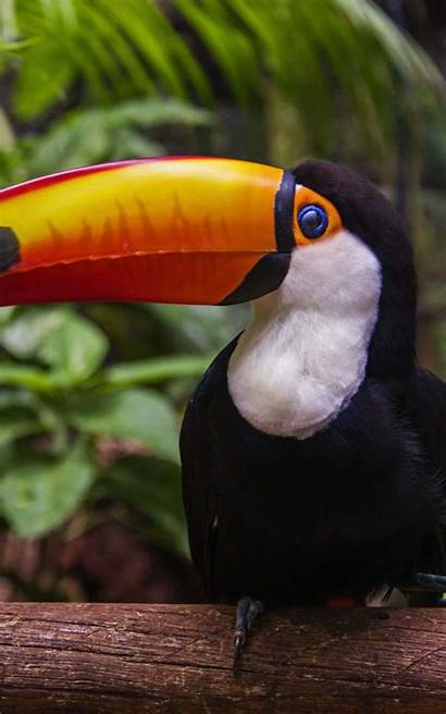 Kindle Fire Toucan Hdwallpapers