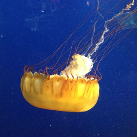 Jelly In Vancouver Aquarium Vancouver Aquarium Jellyfish Aquarium