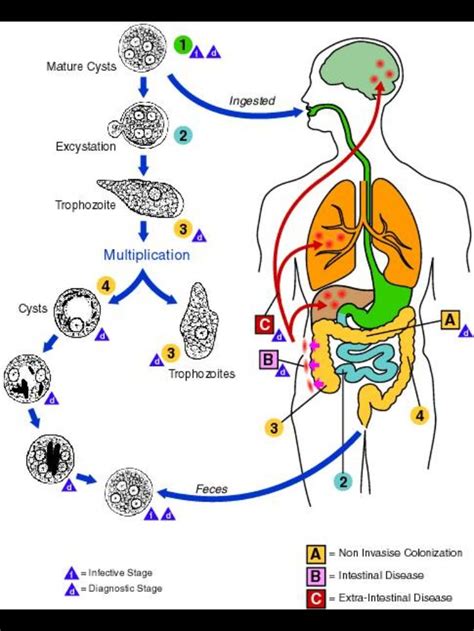 Ciclo Reproductivo Parasito Entamoeba Histolytica Life Cycles