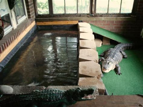 Indoor Gators Acuario Para Tortugas Caimán Cocodrilos