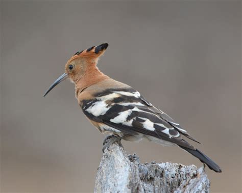 African Hoopoe Biogaps S Afr Pentad 33002455 Species List