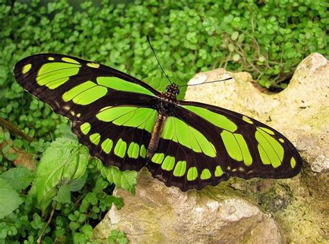 Philaethria Dido Green Longwing Most Beautiful Butterfly Beautiful