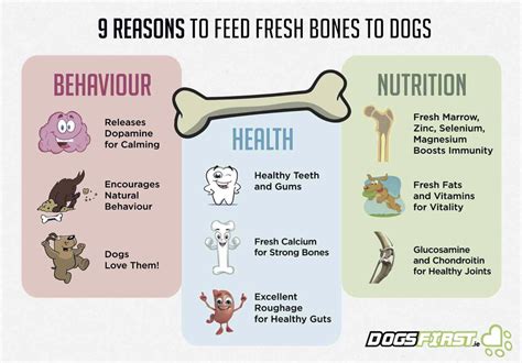 How To Safely Feed A Dog Bones Dogs First