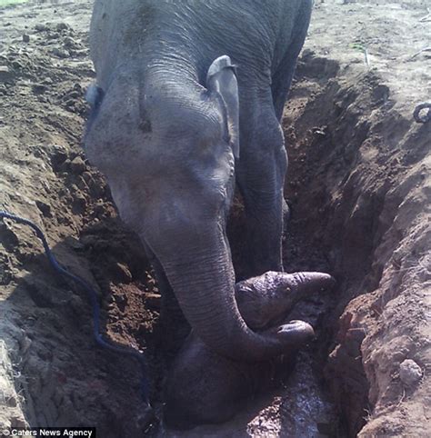 A Mother Never Forgets Elephant Spends 11 Hours Desperately Trying To