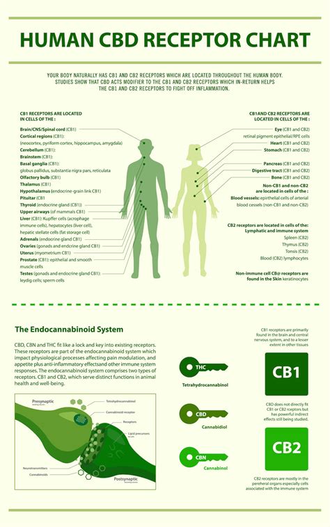 The Complete Guide To Cbd Everything You Need To Know About Cannabidiol