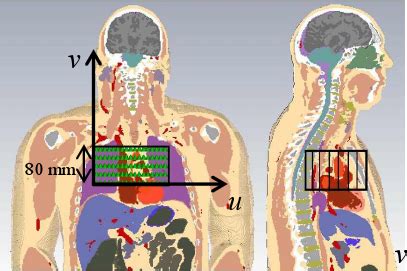 Click here to download a free human skeleton diagram. Simulation model of the human torso; (a) top view, and (b) vertical... | Download Scientific Diagram