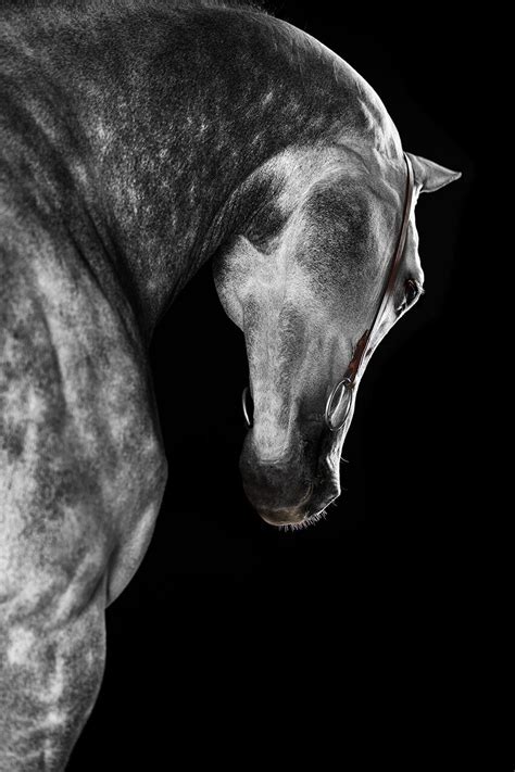Raphael Macek Horse Photographer