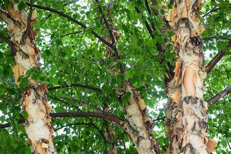 Recommended Native Deciduous Trees For Alabama