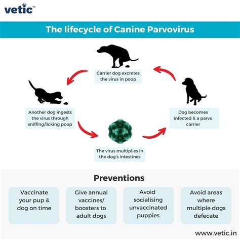 Parvo In Dogs Signs Causes Treatment And Prevention