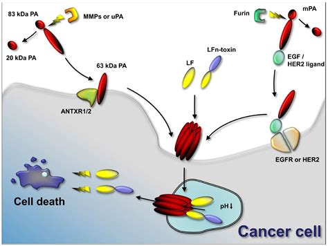 Toxins Free Full Text Tumor Targeting And Drug Delivery By Anthrax