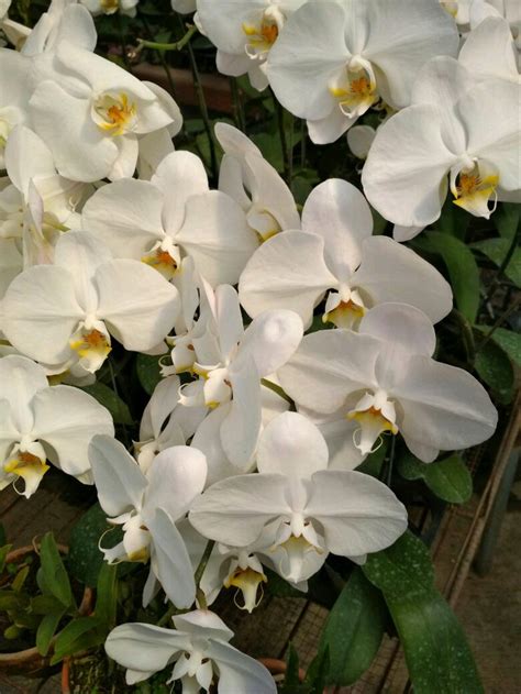Terbaru 27 Gambar Bunga Anggrek Bulan Putih Gambar Bunga Hd