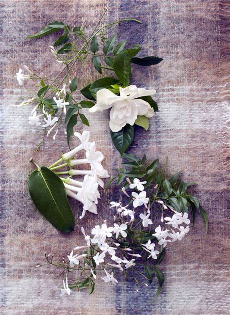 March 2016 White Fragrant Plants Are Houseplants Of The