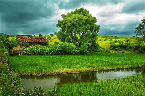 kerala tourism paddy fields of kerala a beautiful scenery to experience the greenery of nature