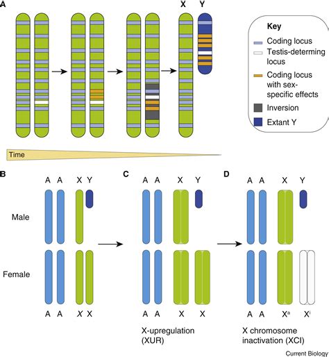Sex Chromosome Effects On Malefemale Differences In Mammals Current